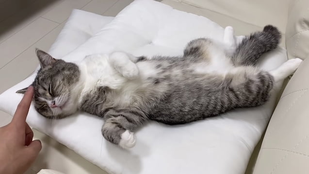 最新 もちまる日記の飼い主 下僕 一軒家を購入 新居はどこ どんな家 職業や収入は なぜなに事典 Youtube テレビ見逃し無料視聴情報 最新 もちまる日記の飼い主 下僕 一軒家を購入 新居はどこ どんな家 職業や収入は なぜなに事典 Youtube テレビ見逃し無料視聴情報