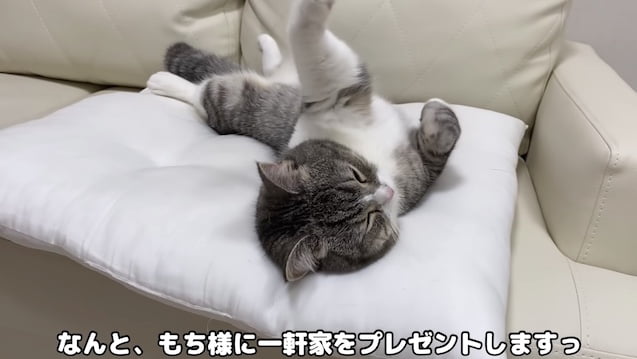 最新 もちまる日記の飼い主 下僕 一軒家を購入 新居はどこ どんな家 職業や収入は なぜなに事典 Youtube テレビ見逃し無料視聴情報 最新 もちまる日記の飼い主 下僕 一軒家を購入 新居はどこ どんな家 職業や収入は なぜなに事典 Youtube テレビ見逃し無料視聴情報