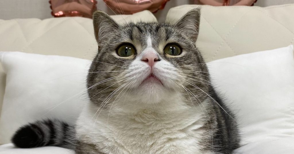 ギネス記録も保持！インフルエンサー猫・もちまるの人気の理由は？