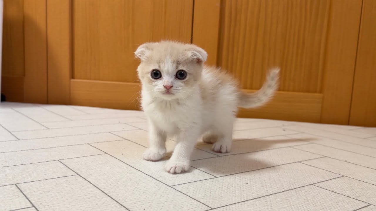 6億回再生されたネコ・もちまるの弟「はまなる」はどんなネコ？