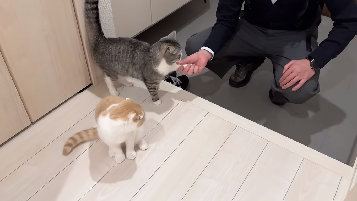 違和感？やらせ疑惑の『もちまる日記』結局どうなの？飼い主も調査してみた