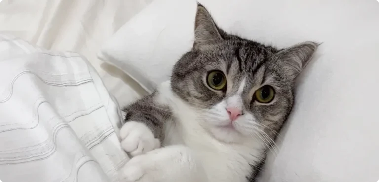 【もちまる日記】かわいそうと言われる理由は？懐いていないって本当？